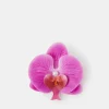 Accessorize Orchid Flower Barrette Hair Clip