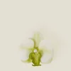 Accessorize Orchid Hair Clip Yellow